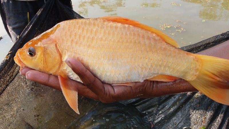Golden Carp Fish